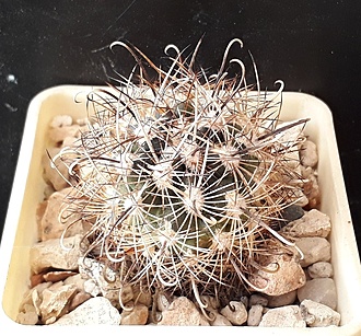Нажмите на изображение для увеличения.

Название:	Ancistrocactus scheeri GL703  Zapata Co, Tx.jpg
Просмотров:	740
Размер:	301.5 Кб
ID:	508927