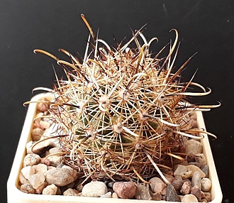 Нажмите на изображение для увеличения.

Название:	Ancistrocactus scheeri BKM 849.jpg
Просмотров:	722
Размер:	260.3 Кб
ID:	508928