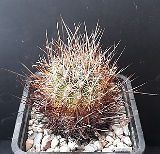 Нажмите на изображение для увеличения.

Название:	Ancistrocactus scheeri SB263 Saltillo, Coah.jpg
Просмотров:	689
Размер:	284.4 Кб
ID:	508929