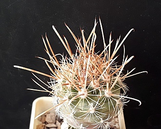 Нажмите на изображение для увеличения.

Название:	Ancistrocactus pinkavianus Cuatrocienagas.jpg
Просмотров:	614
Размер:	216.5 Кб
ID:	508930