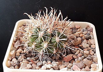 Нажмите на изображение для увеличения.

Название:	Ancistrocactus brevihamatus SB317 Del Rio  Tx.jpg
Просмотров:	602
Размер:	223.2 Кб
ID:	508933