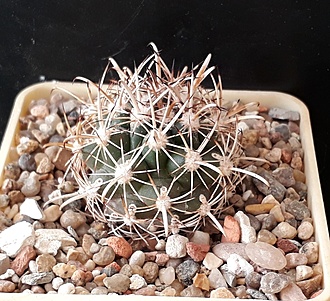 Нажмите на изображение для увеличения.

Название:	Ancistrocactus brevihamatus SB376 w Comstock, Tx.jpg
Просмотров:	723
Размер:	269.7 Кб
ID:	508934
