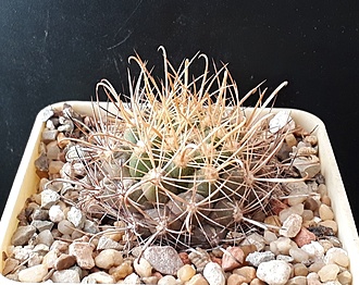 Нажмите на изображение для увеличения.

Название:	Ancistrocactus tobuschii Vanderpool, Tx.jpg
Просмотров:	718
Размер:	249.7 Кб
ID:	508935