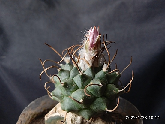 Нажмите на изображение для увеличения.

Название:	Turbinicarpus schwarzii v.rubriflora 001.jpg
Просмотров:	1130
Размер:	122.1 Кб
ID:	509086