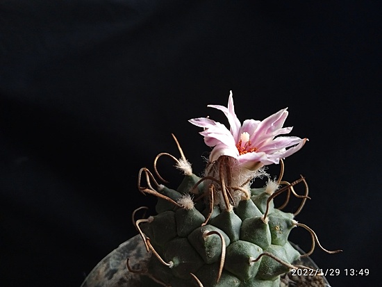 Нажмите на изображение для увеличения.

Название:	Turbinicarpus schwarzii v.rubriflora 002.jpg
Просмотров:	490
Размер:	97.8 Кб
ID:	509088