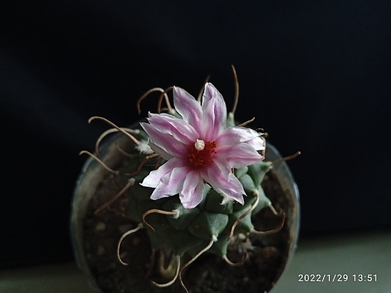 Нажмите на изображение для увеличения.

Название:	Turbinicarpus schwarzii v.rubriflora 003.jpg
Просмотров:	477
Размер:	87.9 Кб
ID:	509089