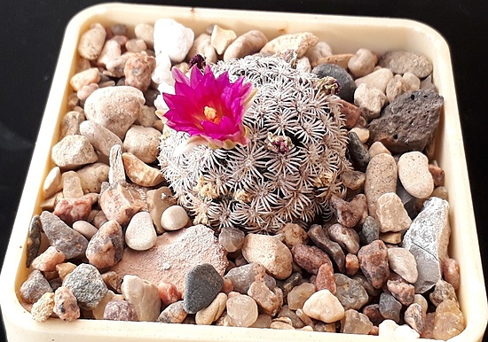 Нажмите на изображение для увеличения.  Название:	Mammillaria hernandezii.jpg Просмотров:	0 Размер:	231.9 Кб ID:	509325