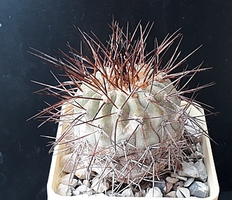 Нажмите на изображение для увеличения.

Название:	Copiapoa cinerea ssp.haseltoniana PV1941.jpg
Просмотров:	343
Размер:	255.7 Кб
ID:	509328