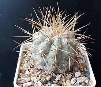 Нажмите на изображение для увеличения.

Название:	Copiapoa cinerea ssp.haseltoniana WM097.jpg
Просмотров:	291
Размер:	242.8 Кб
ID:	509329