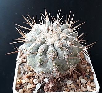 Нажмите на изображение для увеличения.

Название:	copiapoa cinerea v albispina JN311.jpg
Просмотров:	288
Размер:	256.3 Кб
ID:	509330