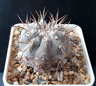 Нажмите на изображение для увеличения.

Название:	copiapoa cinerea v albispina Quebrada San Ramon..jpg
Просмотров:	290
Размер:	235.8 Кб
ID:	509331