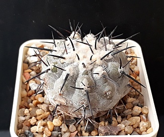 Нажмите на изображение для увеличения.

Название:	Copiapoa cinerea GN860.jpg
Просмотров:	570
Размер:	219.5 Кб
ID:	509334