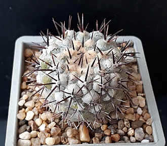 Нажмите на изображение для увеличения.

Название:	copiapoa cinerea v. columba alba PV214.jpg
Просмотров:	587
Размер:	244.8 Кб
ID:	509335