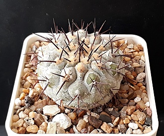 Нажмите на изображение для увеличения.

Название:	copiapoa cinerea v. columba alba PV2396.jpg
Просмотров:	656
Размер:	253.7 Кб
ID:	509336