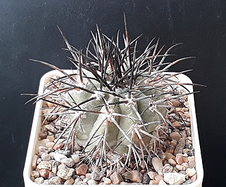 Нажмите на изображение для увеличения.

Название:	copiapoa ferox.jpg
Просмотров:	576
Размер:	265.9 Кб
ID:	509379