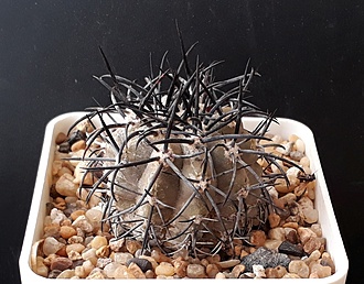 Нажмите на изображение для увеличения.

Название:	copiapoa calderana ssp.lembckei KP879 (KBC951A).jpg
Просмотров:	493
Размер:	222.5 Кб
ID:	509380