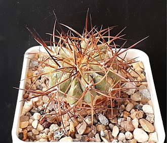 Нажмите на изображение для увеличения.

Название:	copiapoa eremophila RUS235.jpg
Просмотров:	507
Размер:	277.0 Кб
ID:	509381