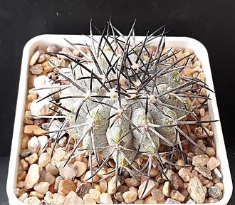 Нажмите на изображение для увеличения.

Название:	copiapoa marginata KK1399.jpg
Просмотров:	493
Размер:	288.6 Кб
ID:	509382