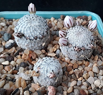 Нажмите на изображение для увеличения.

Название:	Mammillaria sanchez-mejoradae -.jpg
Просмотров:	659
Размер:	284.3 Кб
ID:	509739