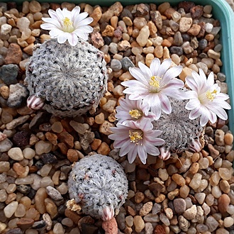Нажмите на изображение для увеличения.

Название:	Mammillaria sanchez-mejoradae.jpg
Просмотров:	647
Размер:	316.1 Кб
ID:	509740