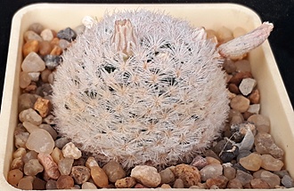 Нажмите на изображение для увеличения.

Название:	Mammillaria lasiacantha SB500.jpg
Просмотров:	647
Размер:	192.0 Кб
ID:	509742
