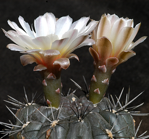 Нажмите на изображение для увеличения.

Название:	sibalii-Gymnocalycium-Schütziana-500.png
Просмотров:	818
Размер:	440.4 Кб
ID:	509932