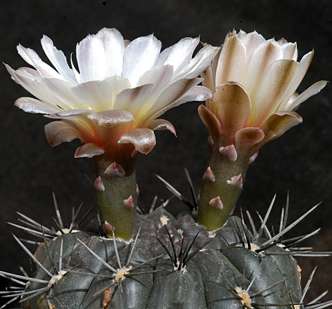 Нажмите на изображение для увеличения.

Название:	sibalii-Gymnocalycium-Schütziana-500.png
Просмотров:	773
Размер:	440.4 Кб
ID:	509932