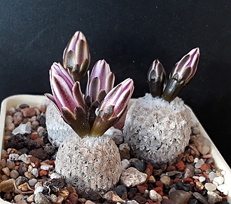 Нажмите на изображение для увеличения.

Название:	Turbinicarpus valdezianus SB1468_.jpg
Просмотров:	1107
Размер:	245.3 Кб
ID:	510067