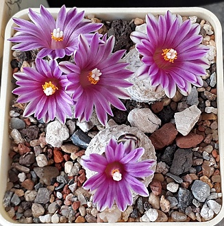 Нажмите на изображение для увеличения.

Название:	Turbinicarpus valdezianus SB1468.jpg
Просмотров:	1122
Размер:	323.8 Кб
ID:	510068
