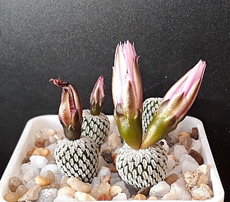 Нажмите на изображение для увеличения.

Название:	Turbinicarpus pseudopectinatus.jpg
Просмотров:	1097
Размер:	284.9 Кб
ID:	510069