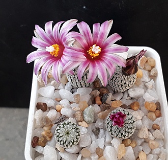 Нажмите на изображение для увеличения.

Название:	Turbinicarpus pseudopectinatus v.rubriflorum MZ736.jpg
Просмотров:	1092
Размер:	230.9 Кб
ID:	510070