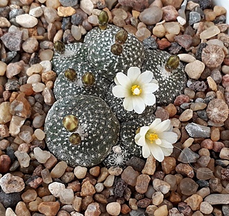 Нажмите на изображение для увеличения.

Название:	Blossfeldia liliputana.jpg
Просмотров:	1162
Размер:	342.7 Кб
ID:	510072