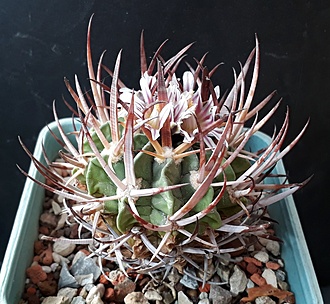 Нажмите на изображение для увеличения.

Название:	Echinofossulocactus coptonogonus.jpg
Просмотров:	1129
Размер:	247.9 Кб
ID:	510074