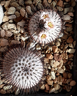 Нажмите на изображение для увеличения.

Название:	Mammillaria perezdelarosae subsp. andersoniana.jpg
Просмотров:	1128
Размер:	273.8 Кб
ID:	510075