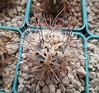 Нажмите на изображение для увеличения.

Название:	Sclerocactus nyensis RP137 Silver Peak, NV.jpg
Просмотров:	407
Размер:	249.6 Кб
ID:	510228