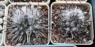 Нажмите на изображение для увеличения.  Название:	Turbinicarpus schmiedickeanus.jpg Просмотров:	0 Размер:	199.5 Кб ID:	510233