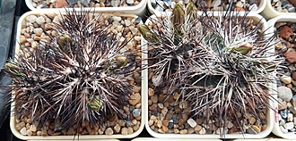 Нажмите на изображение для увеличения.  Название:	Echinocereus davisii SB426 Brewster Co, TX,.jpg Просмотров:	0 Размер:	218.3 Кб ID:	510234