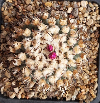 Нажмите на изображение для увеличения.

Название:	Turbinicarpus  alansoi.jpg
Просмотров:	459
Размер:	330.9 Кб
ID:	510237