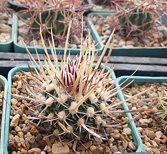 Нажмите на изображение для увеличения.

Название:	Echinofossulocactus lloydii.jpg
Просмотров:	463
Размер:	290.5 Кб
ID:	510239