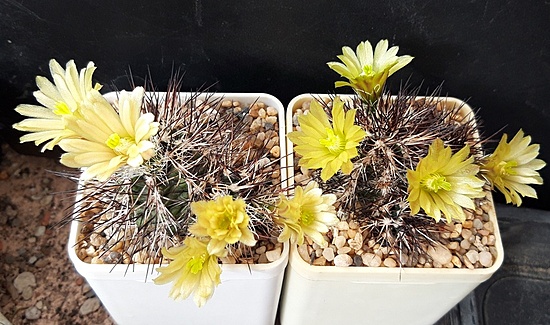 Нажмите на изображение для увеличения.  Название:	Echinocereus davisii SB426 Brewster Co, TX,.jpg Просмотров:	0 Размер:	191.0 Кб ID:	510367