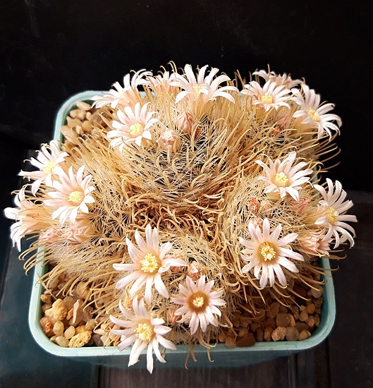 Нажмите на изображение для увеличения.  Название:	Mamillaria pennispinosa v. nazanensis.jpg Просмотров:	0 Размер:	284.7 Кб ID:	510368