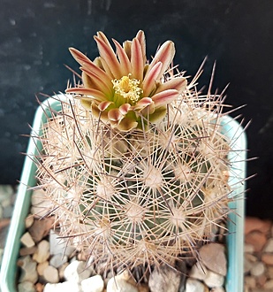 Нажмите на изображение для увеличения.

Название:	Echinomastus durangensis var. mapimiensis.jpg
Просмотров:	842
Размер:	257.7 Кб
ID:	510370