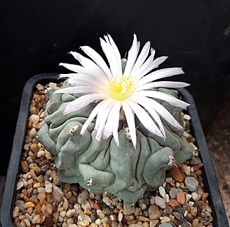 Нажмите на изображение для увеличения.

Название:	Thelocactus rinconensis ssp. phymatothelos Arteaga, Coahuila..jpg
Просмотров:	846
Размер:	243.9 Кб
ID:	510371