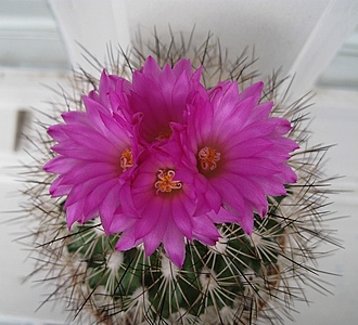 Нажмите на изображение для увеличения.

Название:	Gymnocactus  horripilus.jpg
Просмотров:	706
Размер:	225.5 Кб
ID:	510472