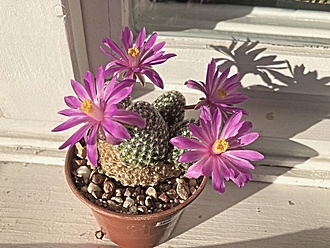 Нажмите на изображение для увеличения.

Название:	Mammillaria goldii.jpg
Просмотров:	707
Размер:	193.6 Кб
ID:	510473