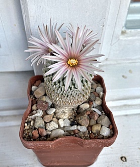 Нажмите на изображение для увеличения.

Название:	Turbinicarpus pseudopectinatus.jpg
Просмотров:	717
Размер:	174.1 Кб
ID:	510469