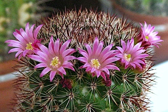 Нажмите на изображение для увеличения.

Название:	Mammillaria baskerbergiana.jpg
Просмотров:	717
Размер:	249.7 Кб
ID:	510470