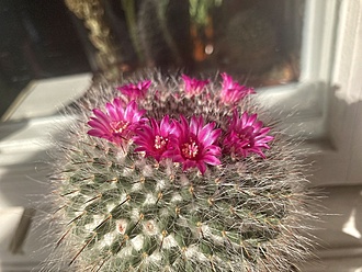 Нажмите на изображение для увеличения.

Название:	Mammillaria brauneana.jpg
Просмотров:	709
Размер:	219.3 Кб
ID:	510471