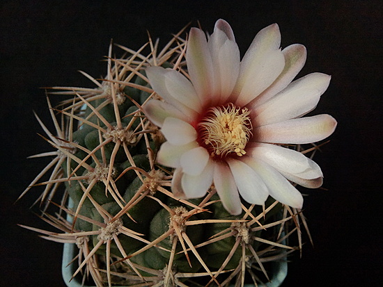 Нажмите на изображение для увеличения.  Название:	Gymnocalycium castellanosii ssp. 005.jpg Просмотров:	0 Размер:	182.1 Кб ID:	510543