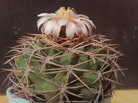 Нажмите на изображение для увеличения.  Название:	Gymnocalycium castellanosii ssp. 006.jpg Просмотров:	0 Размер:	216.3 Кб ID:	510544